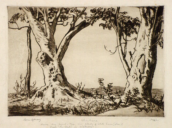 Artist: b'LINDSAY, Lionel' | Title: b'White gums' | Date: 1937 | Technique: b'drypoint, printed in brown ink with plate-tone, from one plate' | Copyright: b'Courtesy of the National Library of Australia'