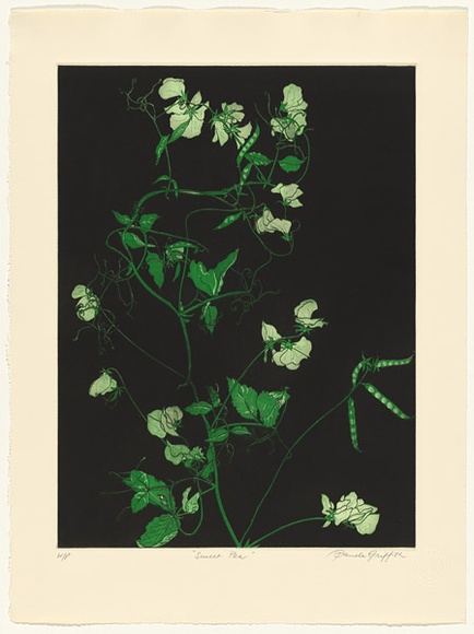 Artist: b'GRIFFITH, Pamela' | Title: b'Sweet Pea' | Date: 1988 | Technique: b'hardground-etching and aquatint, printed in colour, from two copper plates' | Copyright: b'\xc2\xa9 Pamela Griffith'