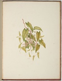 Artist: Meredith, Louisa Anne. | Title: Some of my bush friends in Tasmania [end page] | Date: 1860 | Technique: lithograph, printed in colour from multiple stones