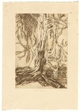 Artist: Lunn, Wendy. | Title: Old willow | Date: 1986 | Technique: etching and aquatint, printed in brown ink with plate-tone, from one  plate