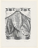 Artist: b'Kelsey, Marie.' | Title: b'Aotearoa spirit from the past' | Date: 1986 | Technique: b'lithograph, printed in black ink, from one stone'