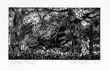 Artist: MILLER, Max | Title: Forest landscape, trees, ferns | Date: 1970 | Technique: wood-engraving, printed in black ink, from one block