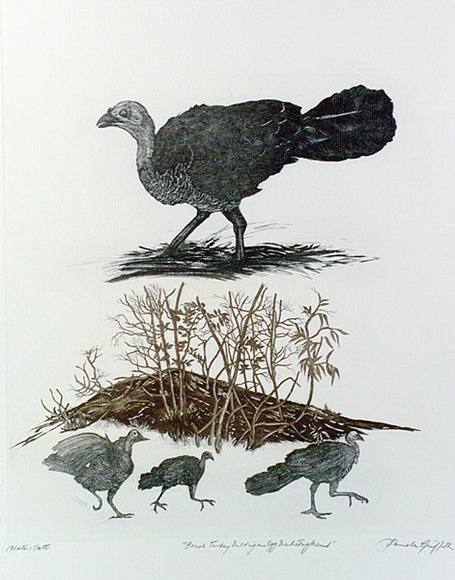 Artist: b'GRIFFITH, Pamela' | Title: b'The Brush Turkey building and egg incubating mound' | Date: 1989 | Technique: b'hard ground, aquatint, printed in colour, from one copper plate' | Copyright: b'\xc2\xa9 Pamela Griffith'