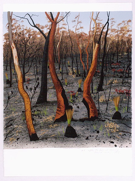 Artist: b'Rose, David.' | Title: b'After the fires at Kariong' | Date: 1989 | Technique: b'screenprint, printed in colour, from multiple stencils'