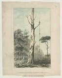 Title: b'A native of Australia climbing a gum tree' | Date: c.1855 | Technique: b'lithograph, printed in colour, from multiple stones'