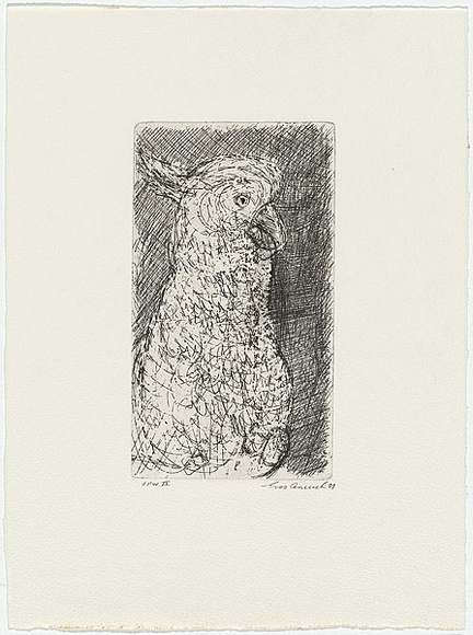 Artist: b'Anceschi, Eros.' | Title: b'not titled [cockatoo]' | Date: 1989 | Technique: b'etching, printed in black ink from one plate'