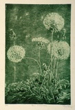 Artist: Dwyer, Ella. | Title: Four o'clocks. | Date: (1936) | Technique: aquatint, printed in green ink, from one plate