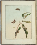 Artist: Lewin, J.W. | Title: Bombyx vulnerans | Date: 01 May 1803 | Technique: etching, printed in black ink, from one copper plate; hand-coloured