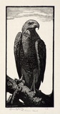 Artist: LINDSAY, Lionel | Title: The brown hawk | Date: 1924 | Technique: wood-engraving, printed in black ink, from one block | Copyright: Courtesy of the National Library of Australia