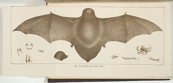 Title: b'An Australian bat no.II.' | Date: 1860 | Technique: b'lithograph, printed in brown ink, from one stone'