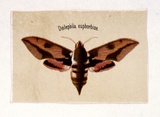 Artist: b'Scott, Harriet.' | Title: b'Deilephila euphorbiae' | Date: c.1860 | Technique: b'lithograph, printed in colour, from multiple stones'