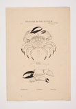 Artist: b'UNKNOWN' | Title: b'Museum Zoology of Vic (crustacea)' | Technique: b'lithograph, printed in colour, from six stones'