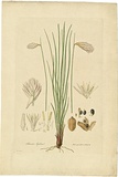 Artist: Bauer, Ferdinand. | Title: Johnsonia lupulina. | Date: 1806-13 | Technique: engraving, printed in colour, from one plate; hand-coloured; letterpress