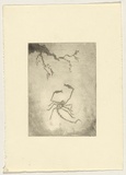 Artist: b'Lempriere, Helen' | Title: b'not titled [Shrimp]' | Date: c.1964 | Technique: b'aquatint, printed in black ink, from one plate'