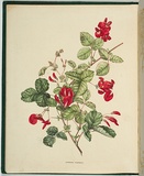 Artist: b'De Mole, Fanny.' | Title: b'Kenneedya prostrata.' | Date: 1861 | Technique: b'lithograph, printed in black ink, from one stone; hand-coloured'