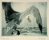 Artist: b'Hunter, William.' | Title: b'Seagull' | Date: 1940s | Technique: b'etching, printed in colour, from multiple plates'