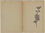 Artist: b'Rede, Geraldine.' | Title: b'not titled [ti-tree].' | Date: 1909 | Technique: b'woodcut, printed in black ink in the Japanese manner, from one block'