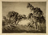 Artist: LINDSAY, Lionel | Title: White gums | Date: 1923 | Technique: softground-etching, aquatint and roulette, printed in black ink with plate-tone, from one plate | Copyright: Courtesy of the National Library of Australia