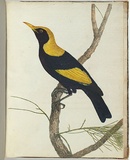 Artist: Lewin, J.W. | Title: King honeysucker. | Date: 12 December 1803 | Technique: etching, printed in black ink, from one copper plate; hand-coloured; letterpress text