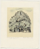 Artist: Challis, Pamela | Title: And upon every high hill. | Date: 1994 | Technique: lithograph, printed in colour, from multiple stones