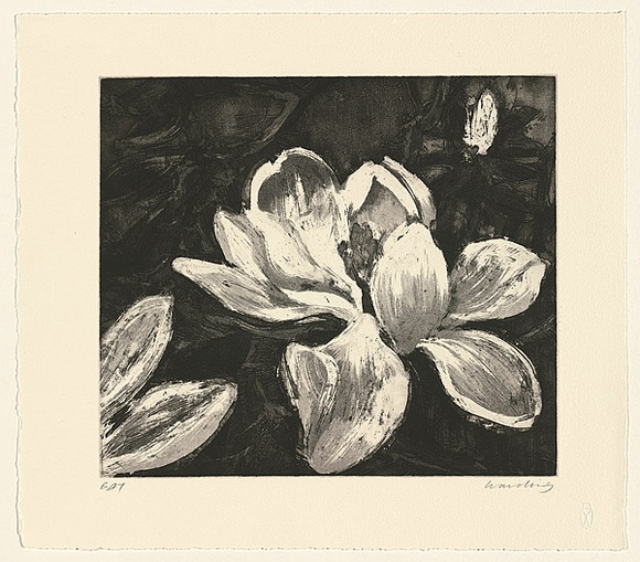 Artist: b'Harding, Nicholas.' | Title: b'not titled [two magnolias]' | Date: 2004 | Technique: b'aquatint, sugar-lift and open-bite, printed in black ink, from one'