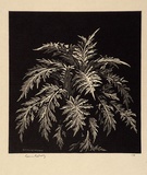 Artist: LINDSAY, Lionel | Title: Chardon | Date: c.1930 | Technique: wood-engraving, printed in black ink, from one block | Copyright: Courtesy of the National Library of Australia
