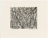 Artist: b'Senbergs, Jan.' | Title: b'Otway scrub' | Date: 1992 | Technique: b'etching, printed in black ink, from one plate' | Copyright: b'\xc2\xa9 Jan Senbergs'