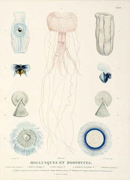 Title: b'Mollusques et zoophytes' | Date: 1807 | Technique: b'colour engraving printed from one plate'