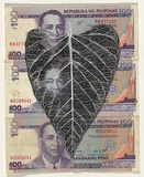 Artist: HALL, Fiona | Title: Ipomoea aquatica - Water spinach (The Philippines currency) | Date: 2000 - 2002 | Technique: gouache | Copyright: © Fiona Hall