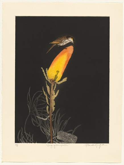 Artist: b'GRIFFITH, Pamela' | Title: b'Singing Honeyeater' | Date: 1986 | Technique: b'hardground-etching and aquatint, printed in colour, from two zinc plates' | Copyright: b'\xc2\xa9 Pamela Griffith'