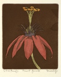 Artist: b'Dunlop, Brian.' | Title: b'Plant form II' | Date: 1989, 31 January | Technique: b'etching and aquatint, printed in sepia ink, from one plate; hand-coloured'