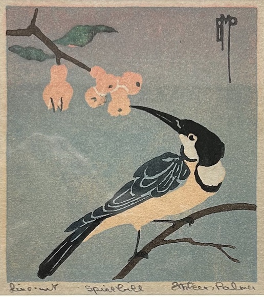 Artist: Palmer, Ethleen. | Title: Spinebill. | Date: 1930s (about)