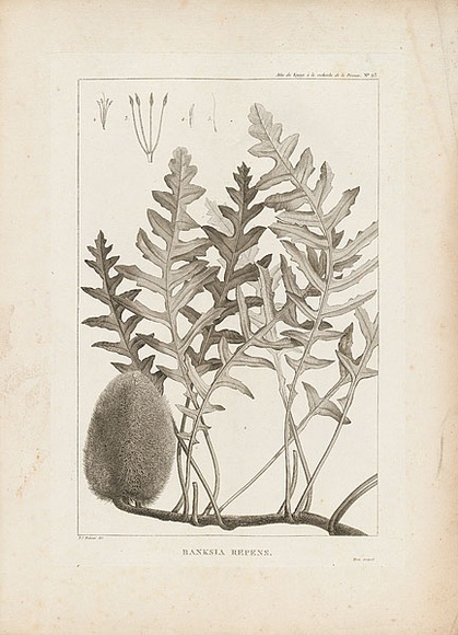 Artist: Redouté, Pierre-Joseph. | Title: Banksia repens | Technique: engraving, printed in black ink, from one copper plate
