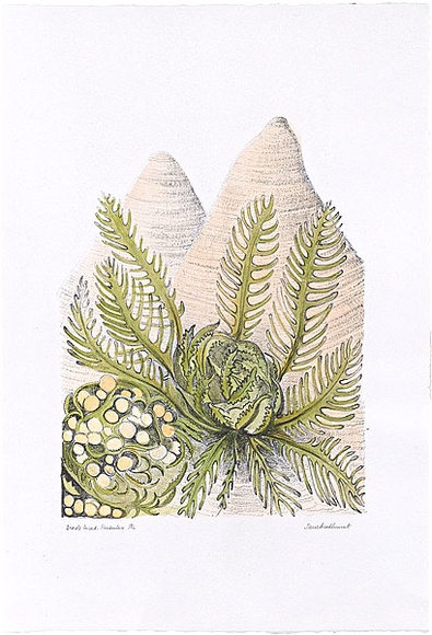 Artist: b'Bradhurst, Jane.' | Title: b'Argyle cycad, Kimberley.' | Date: 1997 | Technique: b'lithograph, printed in black ink, from one stone; hand-coloured in watercolour'