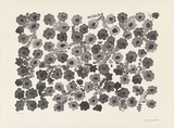 Artist: Huddleston, Joyce. | Title: not titled (flowers) | Date: 2000, November | Technique: lithograph, printed in black ink, from one aluminium plate