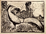 Artist: b'Taylor, John H.' | Title: b'The worried pheasant' | Date: 1967 | Technique: b'linocut, printed in black ink, from one block'