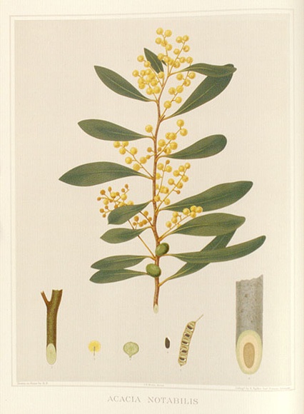 Artist: b'Fiveash, Rosa' | Title: b'Acacia notabilis.' | Date: 1890 | Technique: b'lithograph, printed in colour, from multiple stones [or plates]'