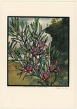 Title: b'Lambertina formosa - mountain devil' | Date: 1990 | Technique: b'screenprint, printed in colour, from multiple stencils'