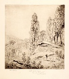 Artist: LINDSAY, Lionel | Title: Middle Harbour cypress, Sydney | Date: c.1907 | Technique: etching and aquatint, printed in brown ink, from one plate | Copyright: Courtesy of the National Library of Australia