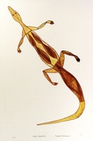 Artist: Nawirridj, Leslie. | Title: Goanna (Kalawan) | Date: 1994 | Technique: lithograph, printed in colour, from two stones [or plates]