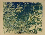 Artist: b'Conacher, Andrew.' | Title: b'(Poster of plants).' | Date: c.1974 | Technique: b'screenprint, printed in green ink, from one stencil'