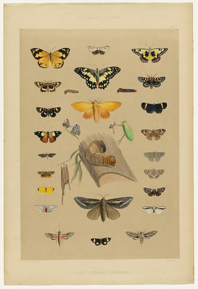 Artist: b'Angas, George French.' | Title: b'South Australian lepidoptera.' | Date: 1846-47 | Technique: b'lithograph, printed in colour, from multiple stones; varnish highlights by brush'