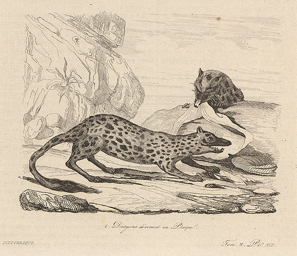 Title: b'Dasyures d\xc3\xa9vorant un phoque [Quolls devouring a seal]' | Date: 1835 | Technique: b'engraving, printed in black ink, from one steel plate'