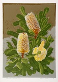 Artist: FLETCHER, William. | Title: Banksia Serrata. | Date: 1978 | Technique: screenprint, printed in colour, from multiple stencils | Copyright: With the permission of The William Fletcher Trust which provides assistance to young artists.