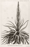 Title: Dracophyllum verticillatum | Date: 1800 | Technique: engraving, printed in black ink, from one copper plate