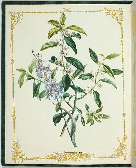 Artist: b'De Mole, Fanny.' | Title: b'Orchis [myrtle].' | Date: 1861 | Technique: b'lithograph, printed in black ink, from one stone; hand-coloured'