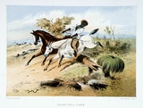 Title: Squatters tiger | Date: 1865 | Technique: lithograph, printed in colour, from multiple stones