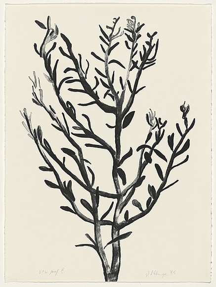 Artist: bL'Estrange, Sally. | Title: b'(Olive tree)' | Date: 1985 | Technique: b'lithograph, printed in black ink, from one stone'