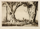 Artist: b'LINDSAY, Lionel' | Title: b'White gums' | Date: 1937 | Technique: b'drypoint, printed in brown ink with plate-tone, from one plate' | Copyright: b'Courtesy of the National Library of Australia'