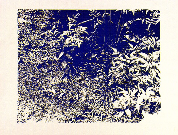 Artist: b'Conacher, Andrew.' | Title: b'(Poster of plants).' | Date: c.1974 | Technique: b'screenprint, printed in blue ink, from one stencil'